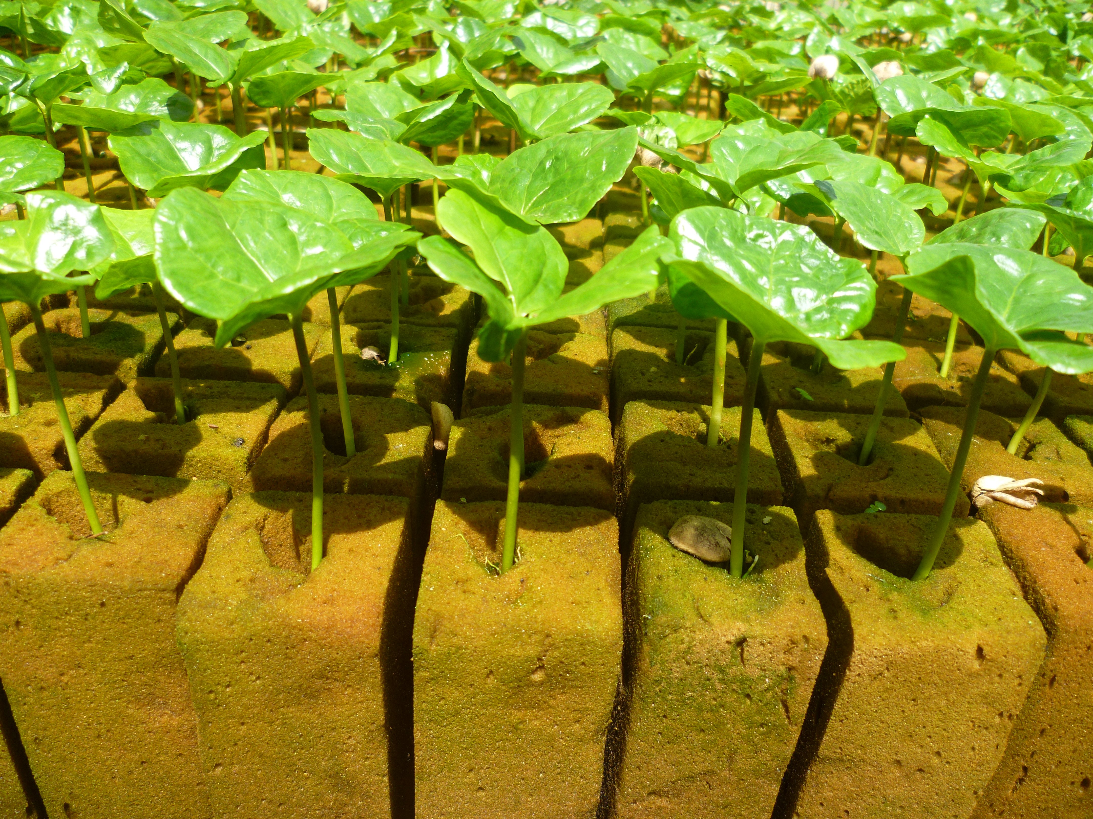 Ultrafoam, nuevo sistema de propagación vegetal  para hacer  el  agro más eficiente  