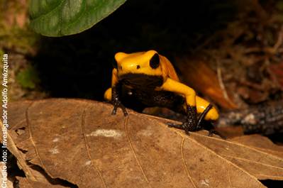 Epsa y Uniandes entregan primeros resultados de investigación sobre  dos ranas venenosas colombianas en amenaza de extinción