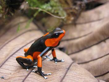 Epsa y Uniandes entregan primeros resultados de investigación sobre  dos ranas venenosas colombianas en amenaza de extinción