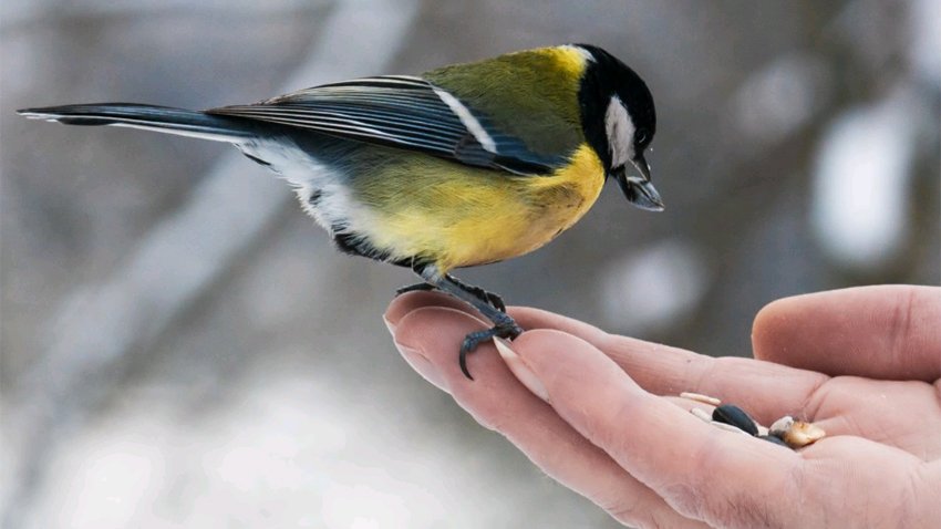 Por primera vez concurso de aves cantoras en Feria 67 de Buga