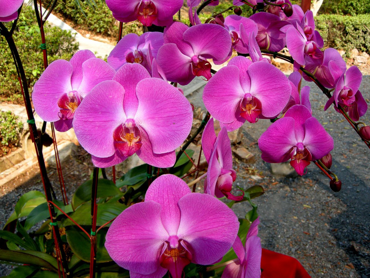 Cerca de 3 mil plantas se exhibirán en Exposición Nacional de Orquídeas en Feria 67 de Buga