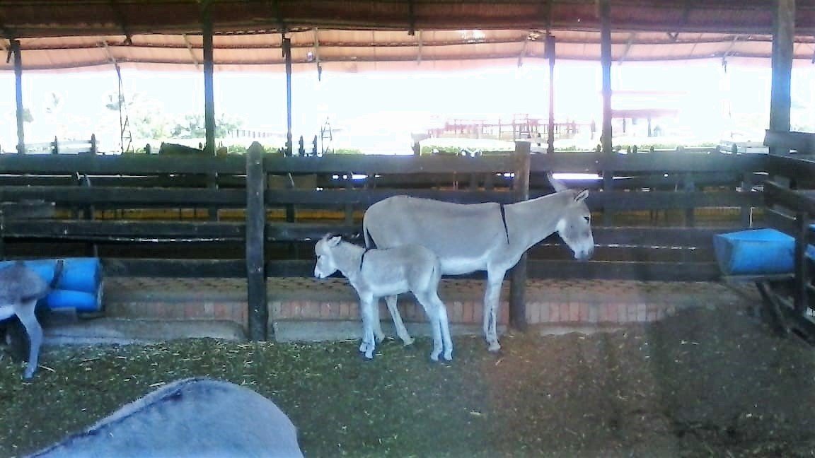 Al Parque de la Uva en el norte del Valle llega la Revista Imagen De Los Vallecaucanos Región Pacífico
