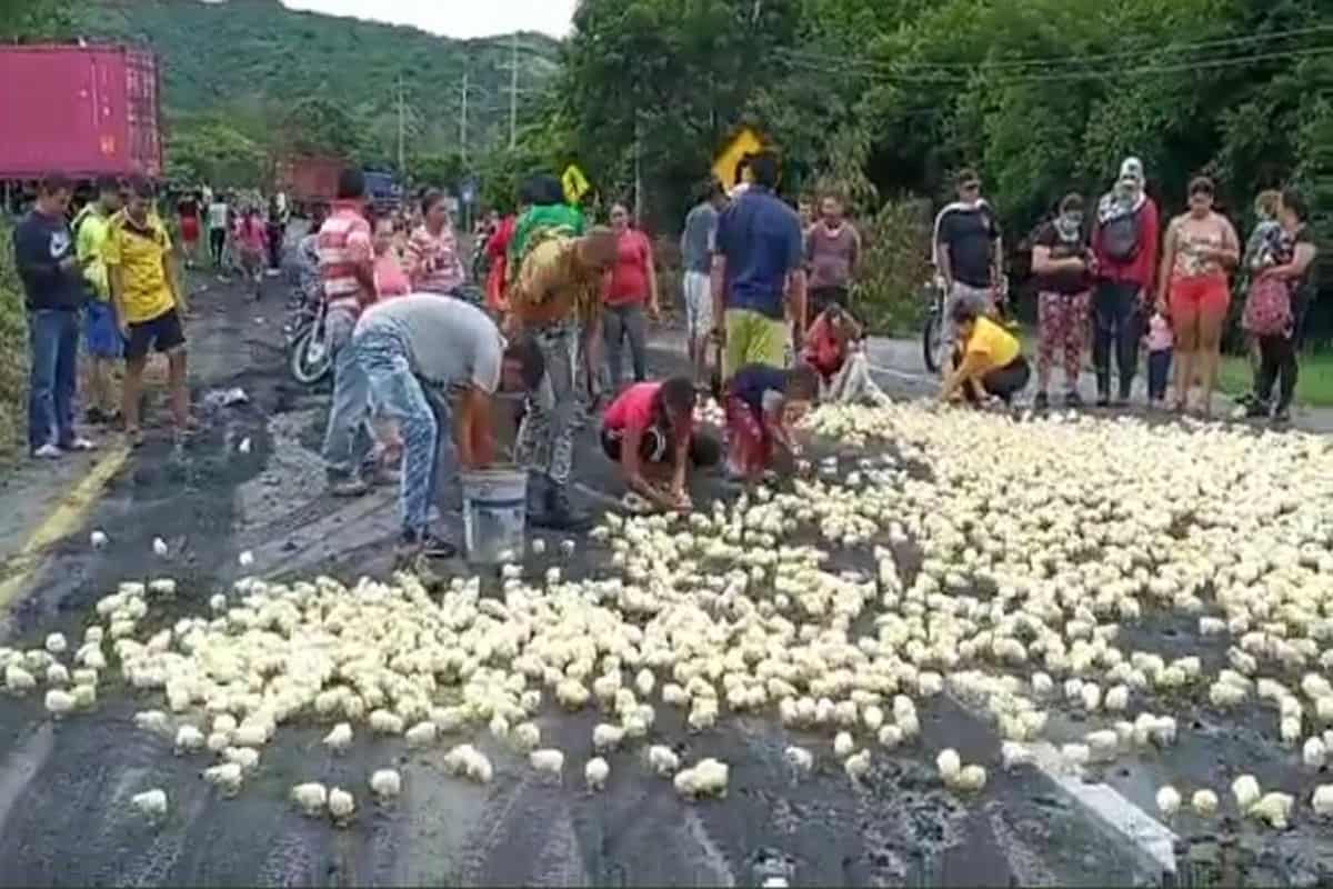 Empresas avícolas  al borde del cierre por bloqueos de vías
