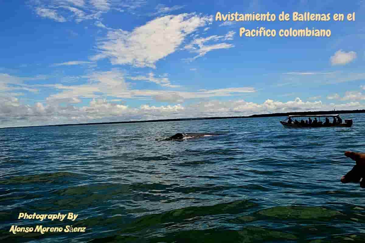 Avistamiento de ballenas en el Pacífico con Alonso Moreno Sáenz enviado especial Avistamiento de ballenas en el Pacífico con Alonso Moreno Sáenz enviado especial