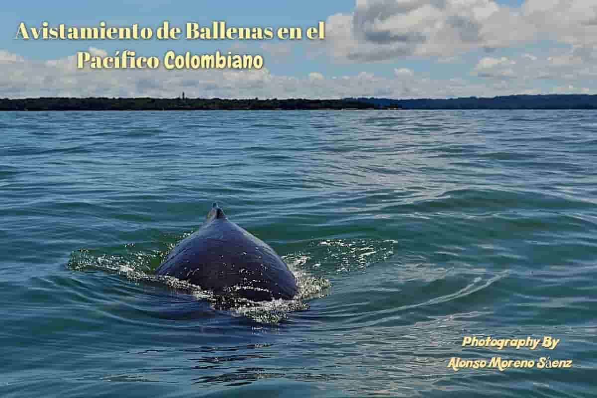 Avistamiento de ballenas en el Pacífico con Alonso Moreno Sáenz enviado especial Avistamiento de ballenas en el Pacífico con Alonso Moreno Sáenz enviado especial