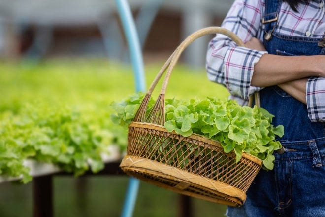 Desafíos y Beneficios de la Agricultura Sostenible