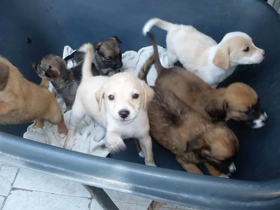 Edgar Tascón, el gran  padre protector de los animales desamparados