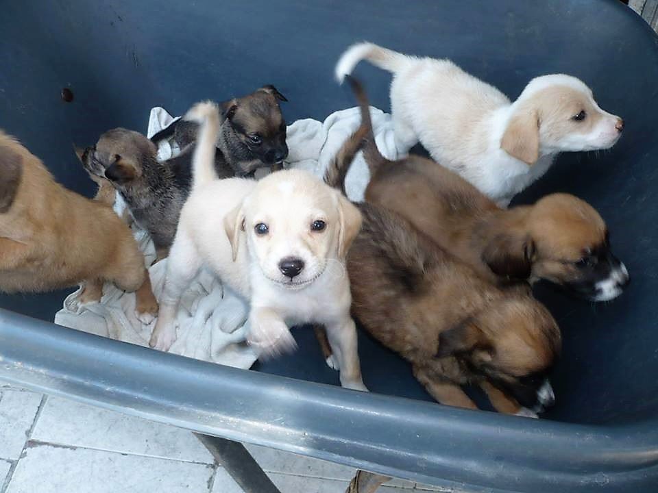 Edgar Tascón, el gran padre protector de los animales desamparados Edgar Tascón, el gran padre protector de los animales desamparados