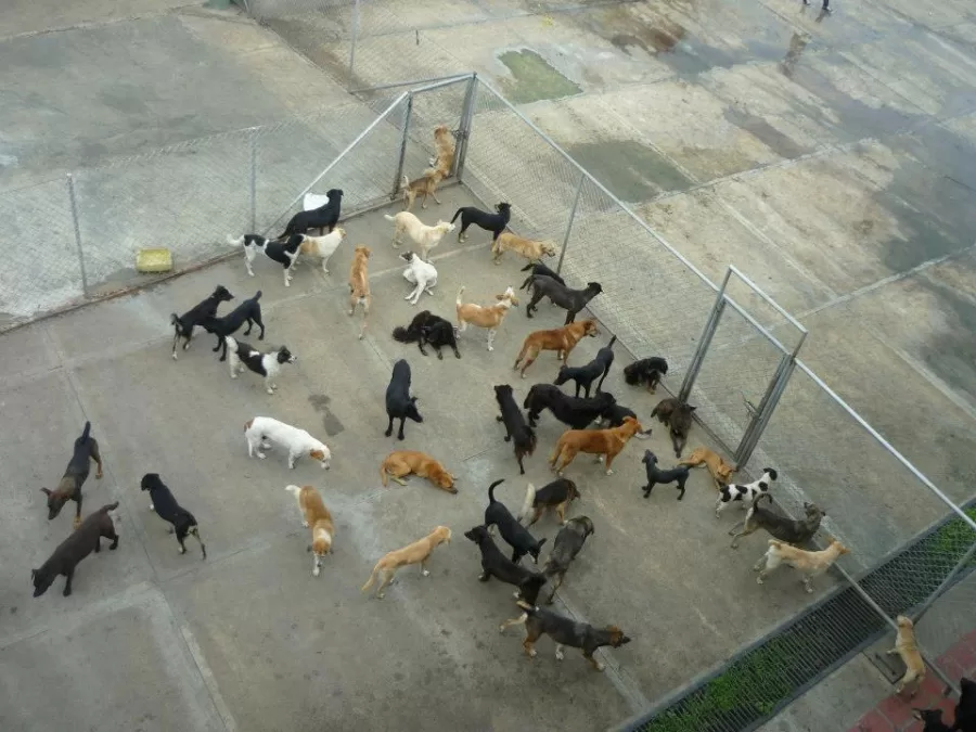 Edgar Tascón, el gran  padre protector de los animales desamparados