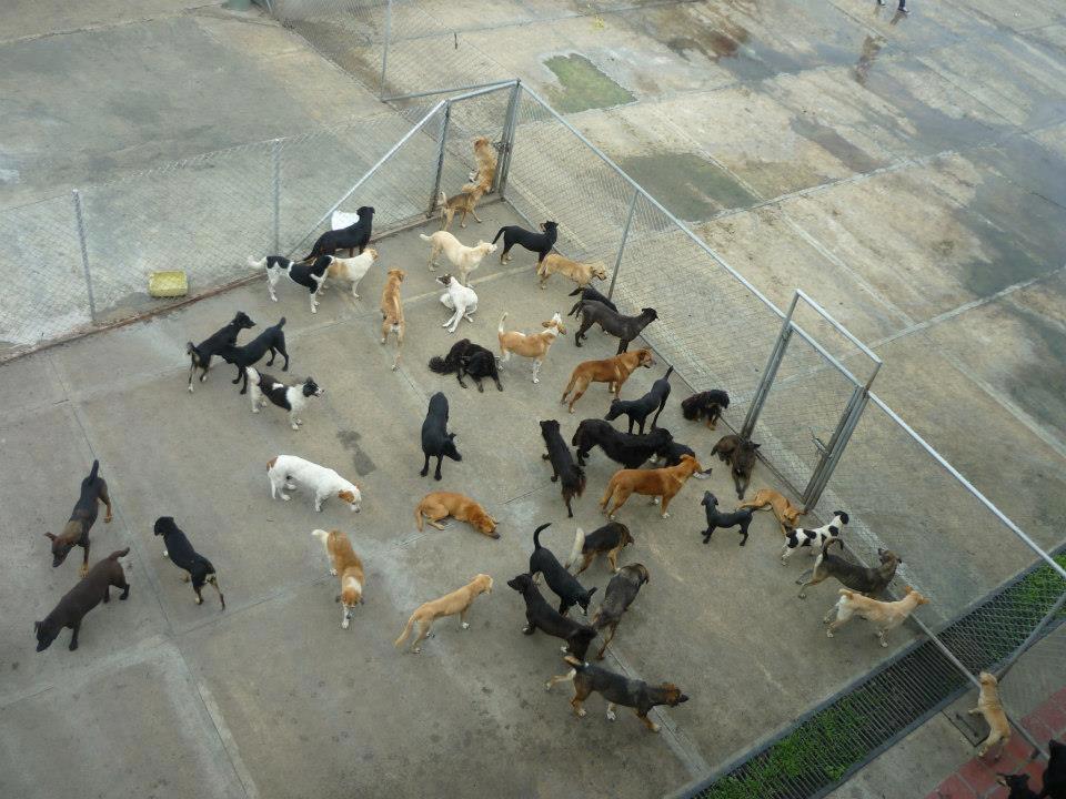 Edgar Tascón, el gran padre protector de los animales desamparados Edgar Tascón, el gran padre protector de los animales desamparados