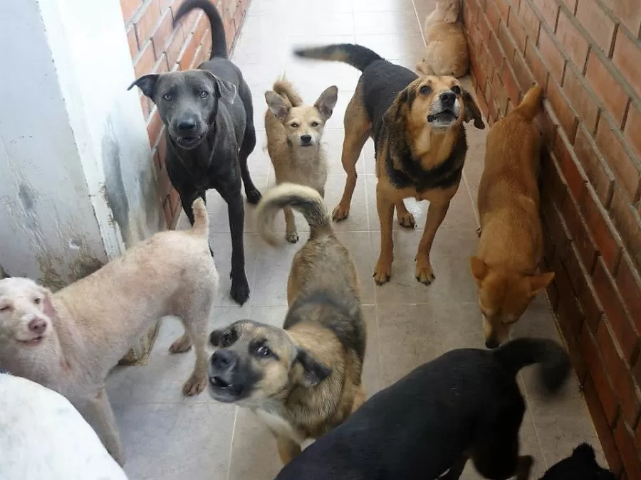 Edgar Tascón, el gran  padre protector de los animales desamparados