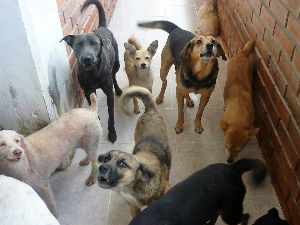 Edgar Tascón, el gran padre protector de los animales desamparados Edgar Tascón, el gran padre protector de los animales desamparados