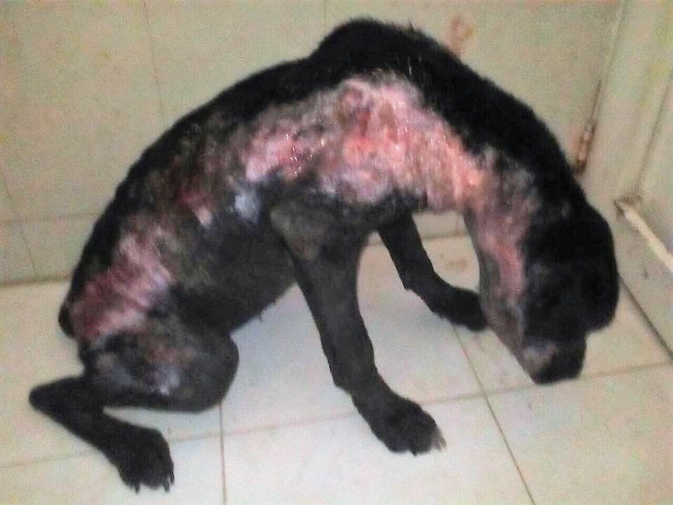 Edgar Tascón, el gran padre protector de los animales desamparados Edgar Tascón, el gran padre protector de los animales desamparados