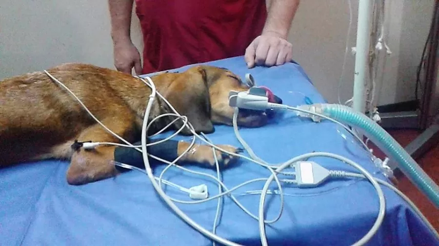 Edgar Tascón, el gran  padre protector de los animales desamparados