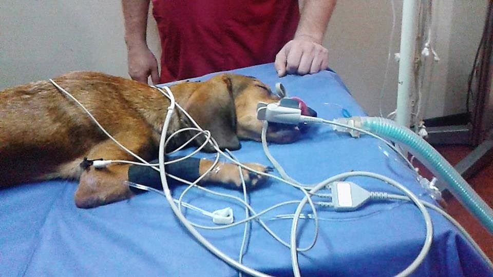 Edgar Tascón, el gran padre protector de los animales desamparados Edgar Tascón, el gran padre protector de los animales desamparados