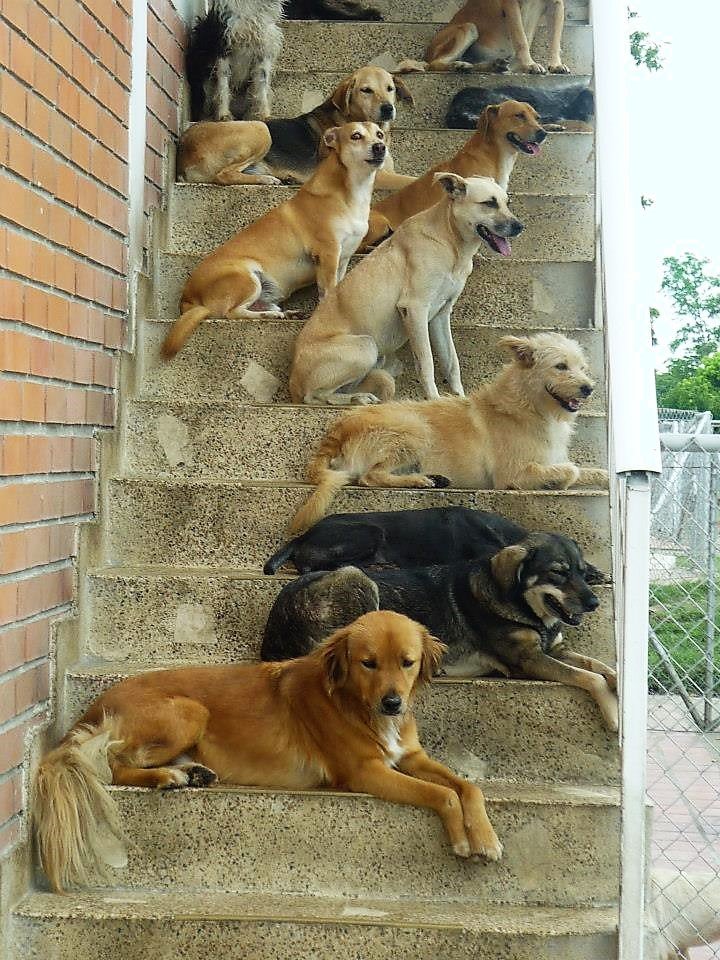 Edgar Tascón, el gran padre protector de los animales desamparados Edgar Tascón, el gran padre protector de los animales desamparados