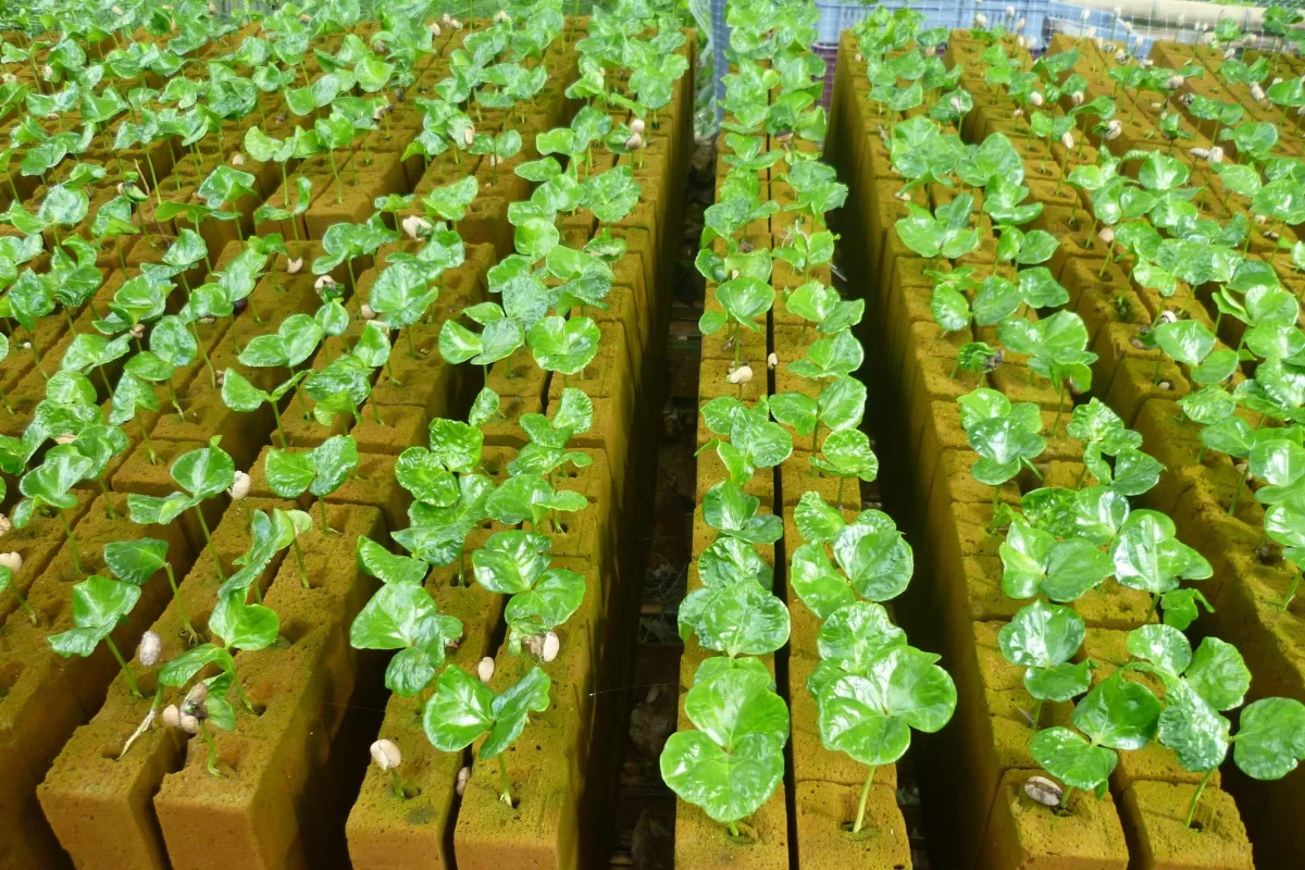 Ultrafoam, nuevo sistema de propagación vegetal para hacer el agro más eficiente Ultrafoam, nuevo sistema de propagación vegetal para hacer el agro más eficiente
