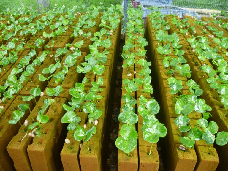 Ultrafoam, nuevo sistema de propagación vegetal para hacer el agro más eficiente Ultrafoam, nuevo sistema de propagación vegetal para hacer el agro más eficiente