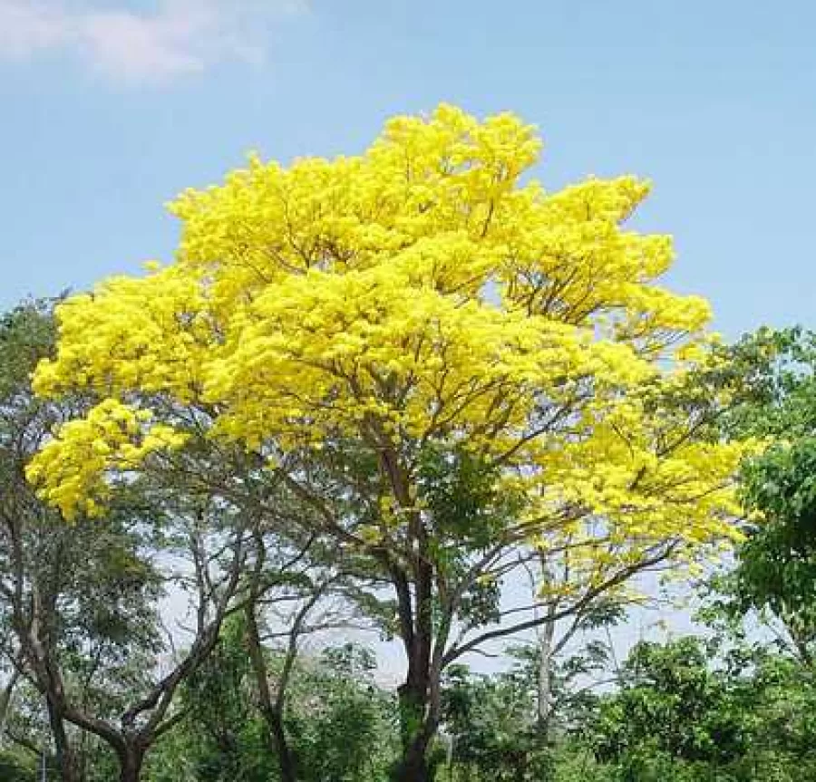 Vivero El Rosal Tuluá; de Promoción este fin de Semana Vivero El Rosal Tuluá; de Promoción este fin de Semana