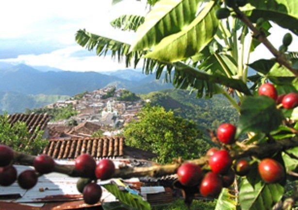 Valle,Cauca,Nariño y Quindío junto a otros 6 departamentos cafeteros recibirán inversiones por más de 110 mil millones de pesos