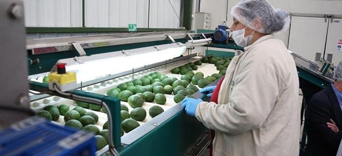 Aguacate colombiano llega al Japón Aguacate colombiano llega al Japón