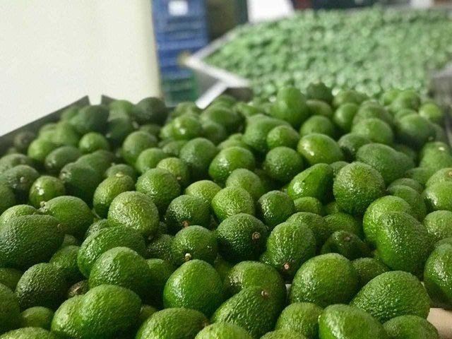 A Holanda viaja primer cargamento de aguacate Hass del Putumayo
