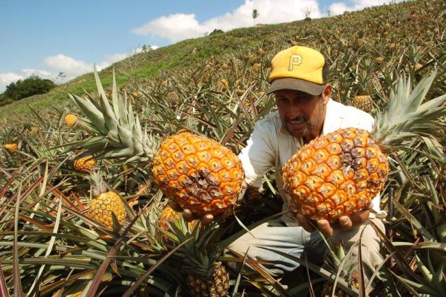 Piña colombiana se mete a la Argentina