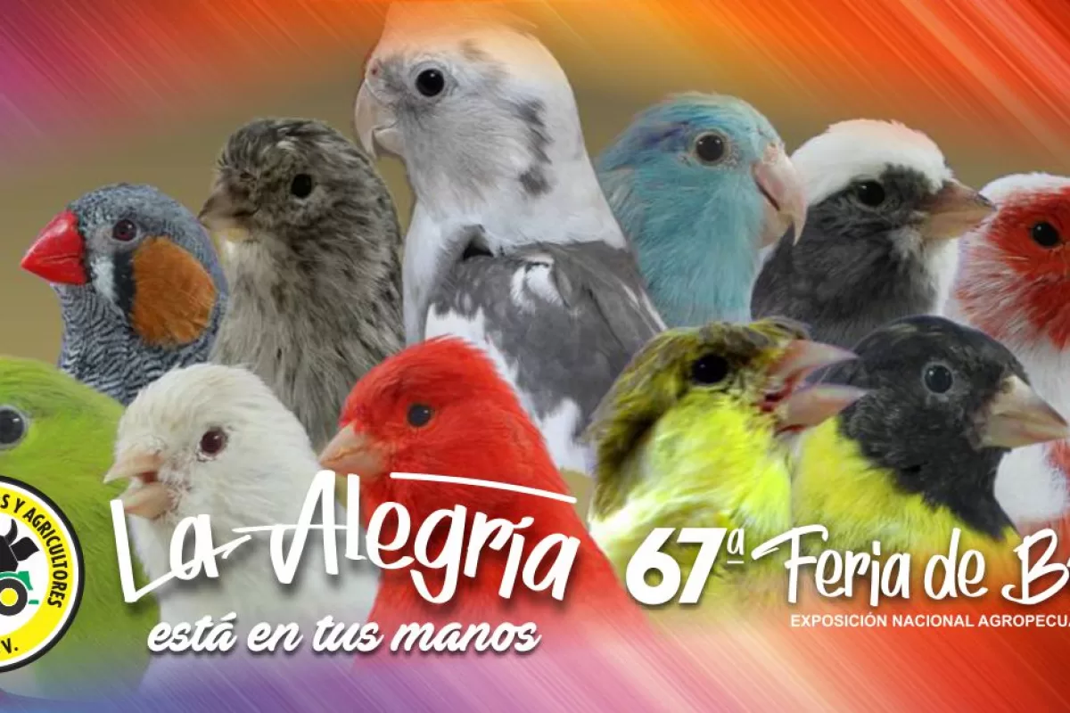 Por primera vez concurso de aves cantoras en Feria 67 de Buga