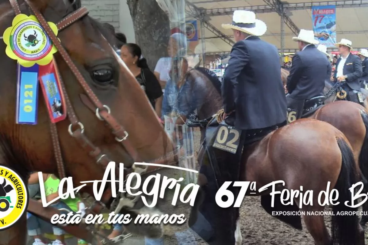 El mejor paso fino colombiano en la Feria 67 de Buga