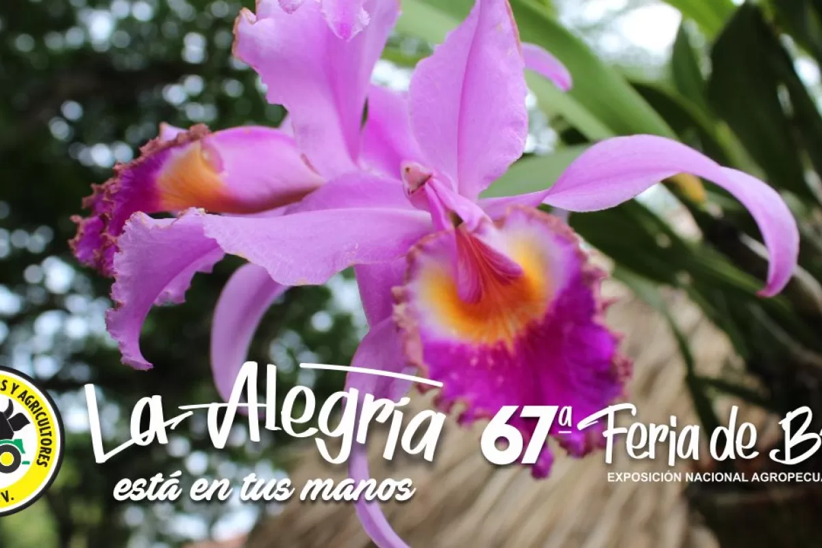 Cerca de 3 mil plantas se exhibirán en Exposición Nacional de Orquídeas en Feria 67 de Buga