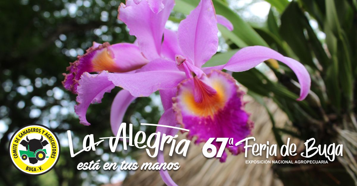 Esta es la programación de la Feria de Buga versión 67 Esta es la programación de la Feria de Buga versión 67