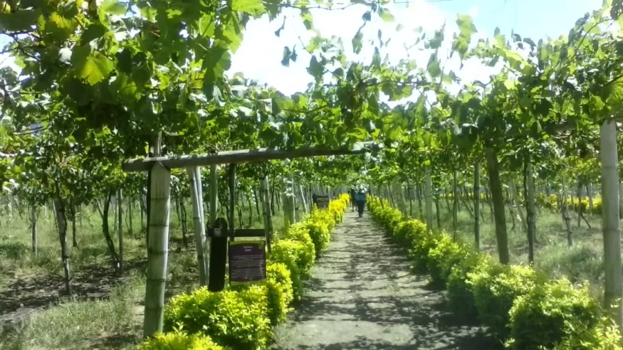 Al Parque de la Uva en el norte del Valle llega la Revista Imagen De Los Vallecaucanos Región Pacífico