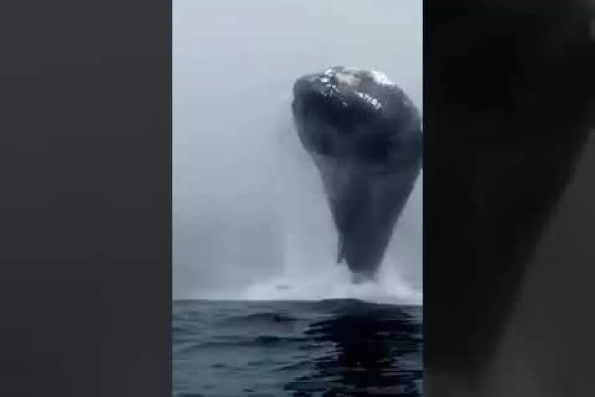 Retornan las ballenas al Pacífico colombiano