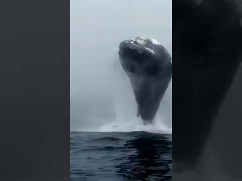 Retornan las ballenas al Pacífico colombiano Retornan las ballenas al Pacífico colombiano