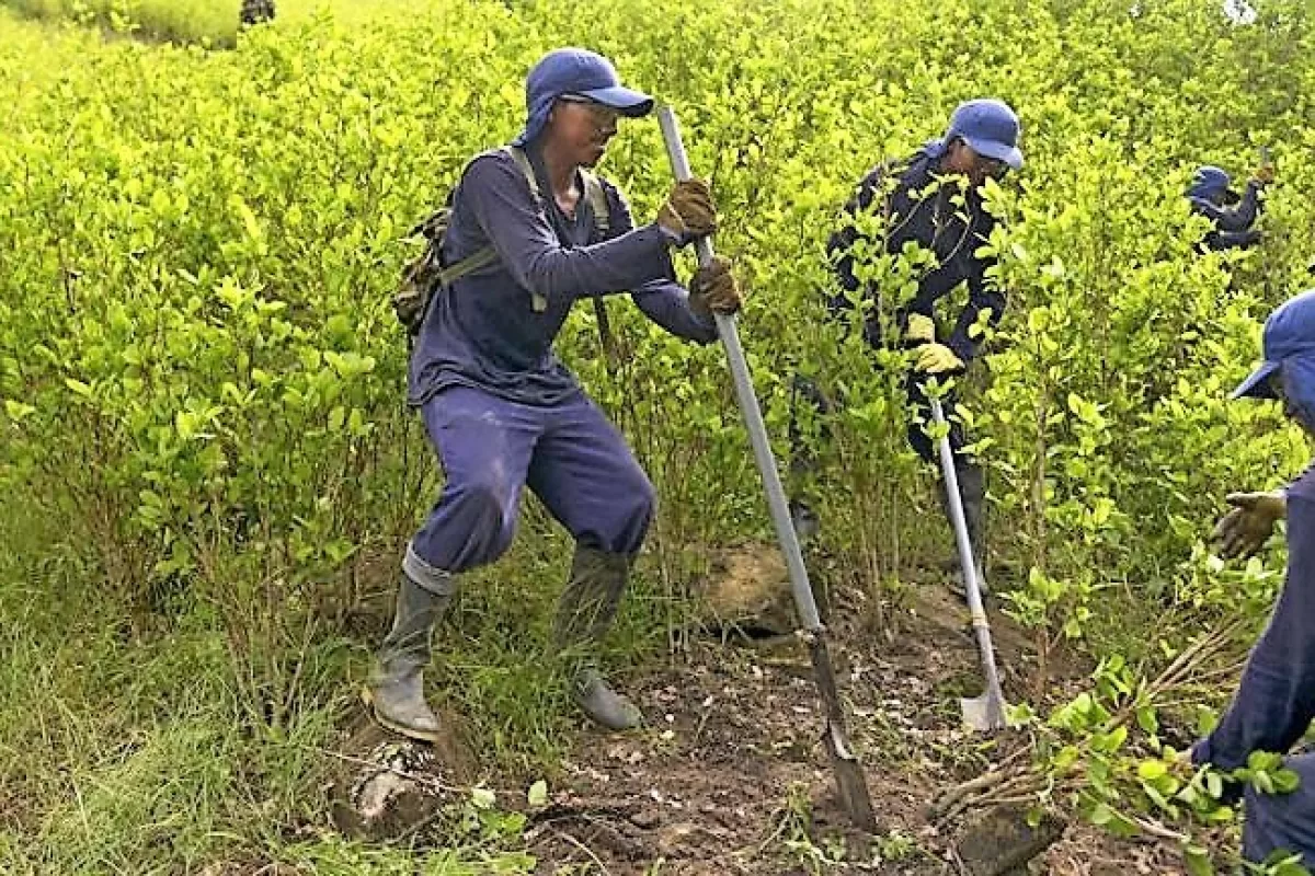 Incremento de cultivos ilícitos preocupa en el Valle del Cauca