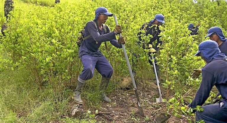 Incremento de cultivos ilícitos preocupa en el Valle del Cauca