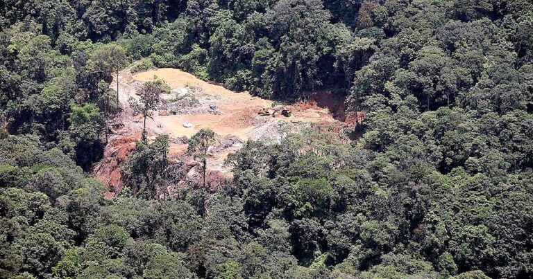Aún es tiempo de salvar la selva del Pacífico