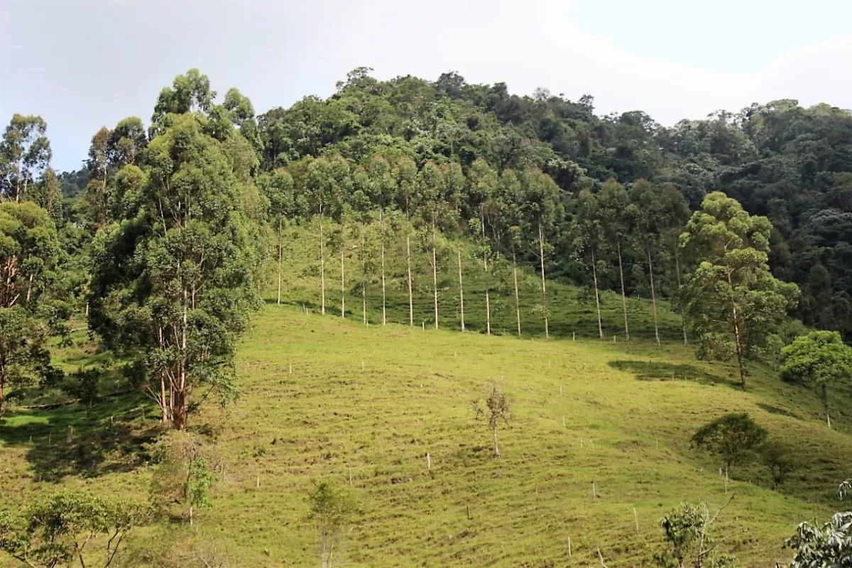 Alcalde de Guacarí Gerardo Salcedo se la juega por el medio ambiente