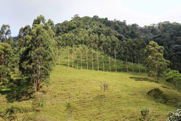 Alcalde de Guacarí Gerardo Salcedo se la juega por el medio ambiente Alcalde de Guacarí Gerardo Salcedo se la juega por el medio ambiente