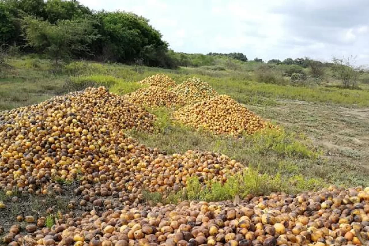 Toneladas de mango pudriéndose en el magdalena por falta de comercialización