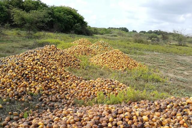 Toneladas de mango pudriéndose en el magdalena por falta de comercialización Toneladas de mango pudriéndose en el magdalena por falta de comercialización
