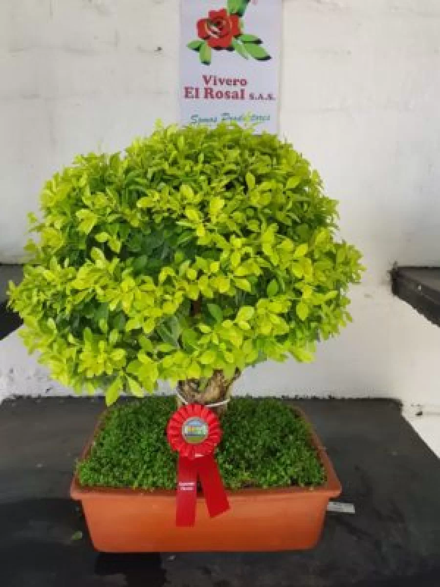 Vivero El Rosal premiado en exposición de plantas ornamentales en Feria 64 de Tuluá Vivero El Rosal premiado en exposición de plantas ornamentales en Feria 64 de Tuluá