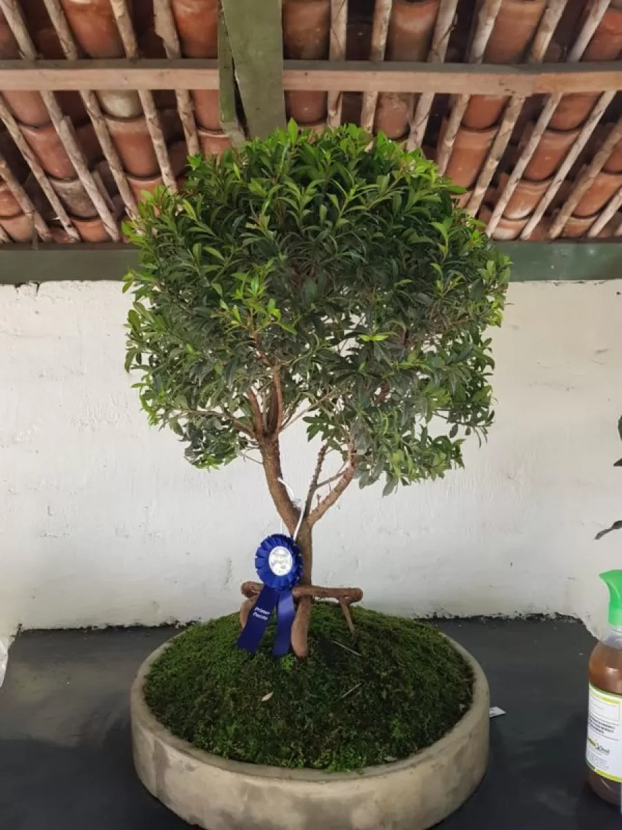 Vivero El Rosal premiado en exposición de plantas ornamentales en Feria 64 de Tuluá Vivero El Rosal premiado en exposición de plantas ornamentales en Feria 64 de Tuluá