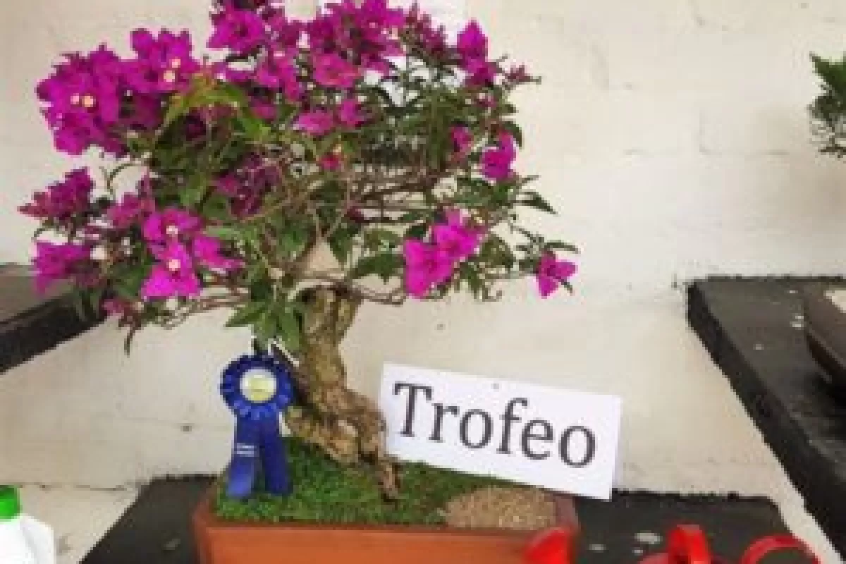 Vivero El Rosal premiado en exposición de plantas ornamentales en Feria 64 de Tuluá