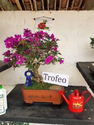 Vivero El Rosal premiado en exposición de plantas ornamentales en Feria 64 de Tuluá Vivero El Rosal premiado en exposición de plantas ornamentales en Feria 64 de Tuluá