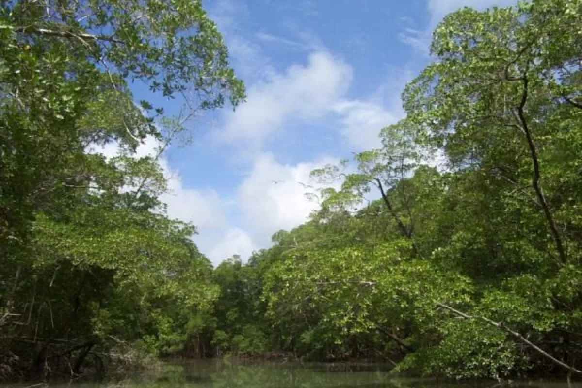 Colombia lidera pacto para conservación de la Amazonía Colombia lidera pacto para conservación de la Amazonía