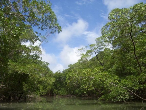 Colombia lidera pacto para conservación de la Amazonía