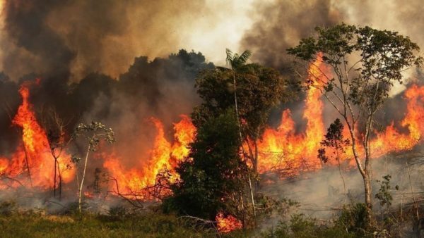Destrucción de  Amazonía amenaza a América Latina  y al mundo