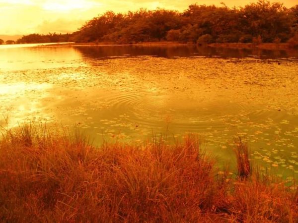 Guacarí cumple 449 años. Tierra del Samán es potencial cultural, turístico y gastronómico. Guacarí cumple 449 años. Tierra del Samán es potencial cultural, turístico y gastronómico.