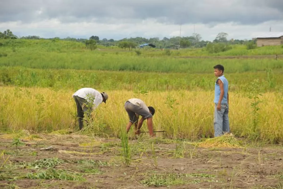 Agricultores